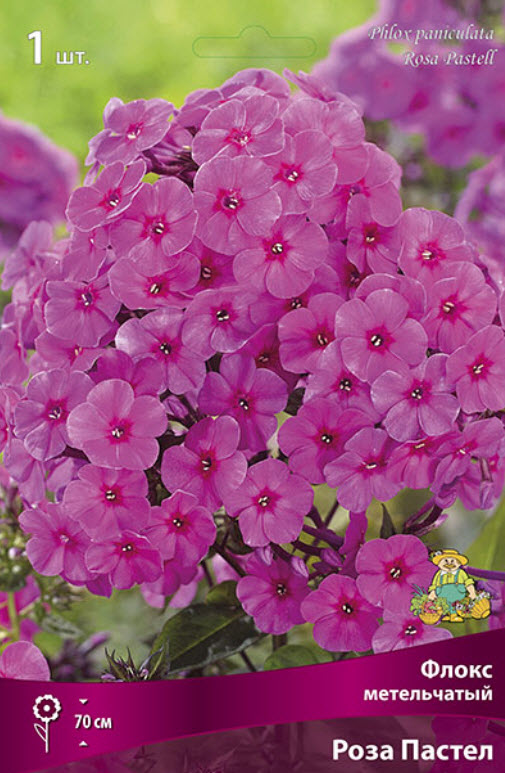 Корневище Флокс метельчатый Роза Пастел 1шт. Поиск 