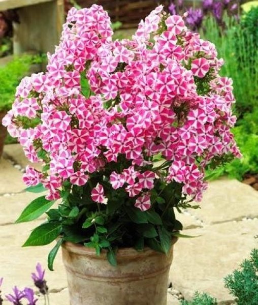 Флокс Пеперминт Твист d15 ХР 