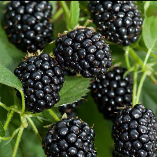 Ежевика Агавам v5 Tim 