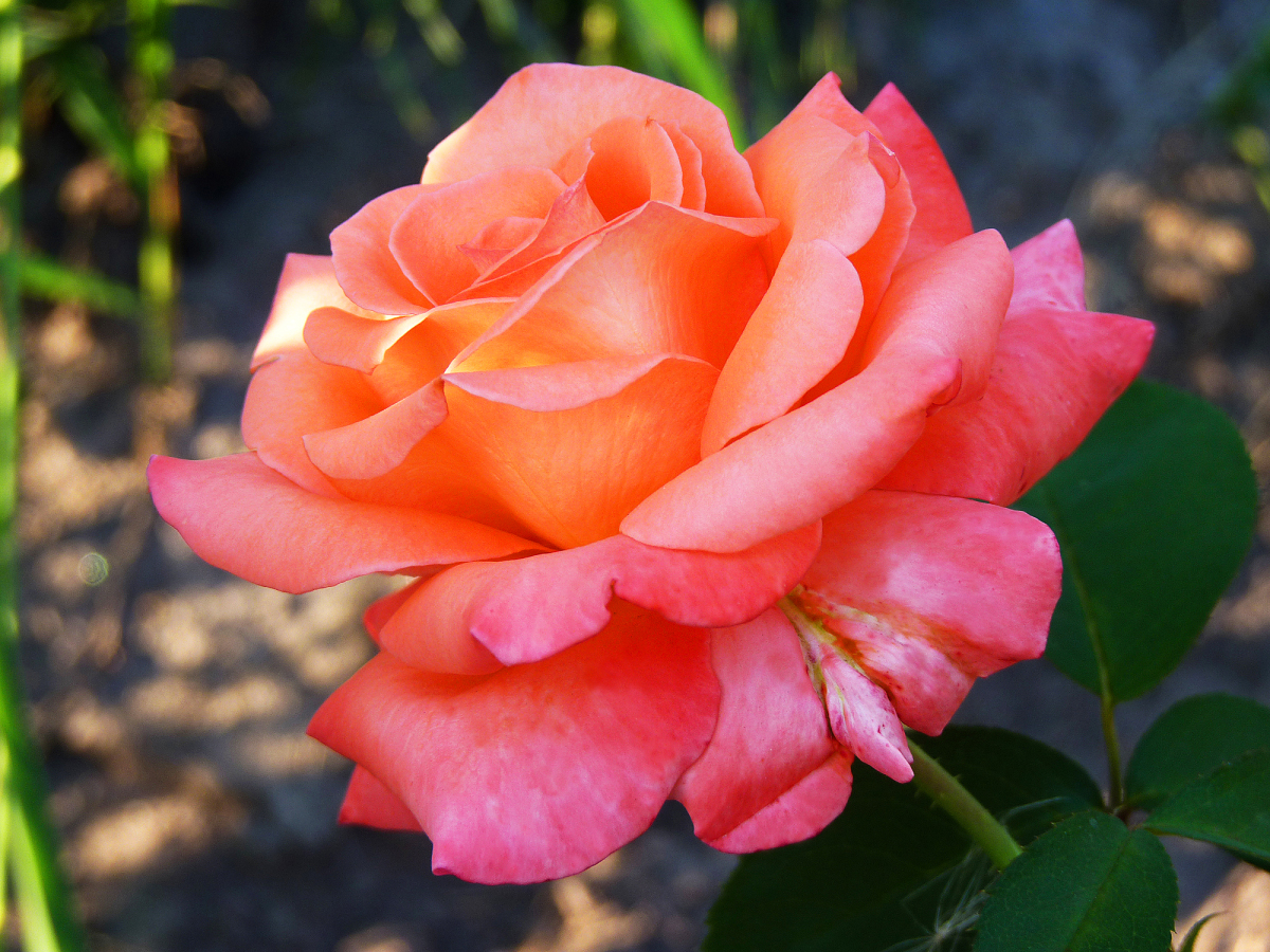 Роза чайно-гибридная Султан  v5 Lav 