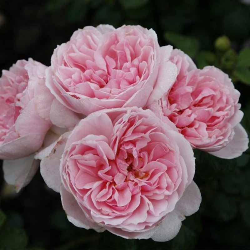 Роза парковая Синдерелла в коробке ЦО 