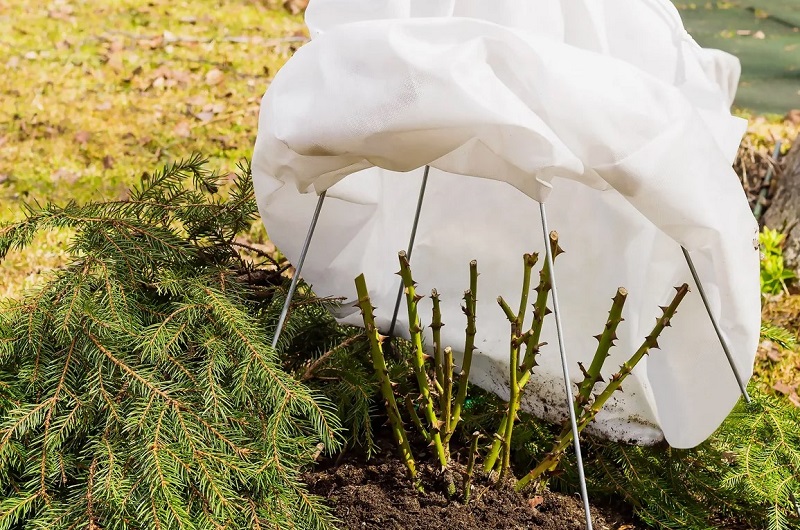 Укройте розы 