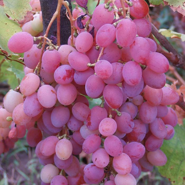 Виноград плодовый Симпатия, розовый v5 Tim 