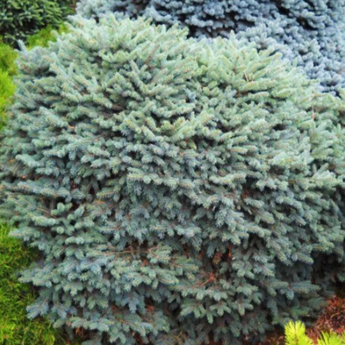 Ель колючая Nidiformis Kalous c5 40-60 Lt по цене  Ель колючая Nidiformis Kalous c5 40-60 Lt