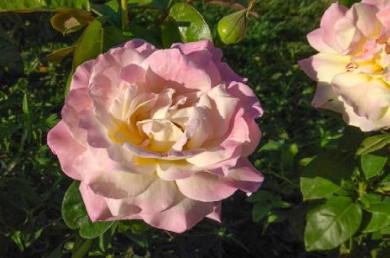 ТОП-5 самых эффектных роз 