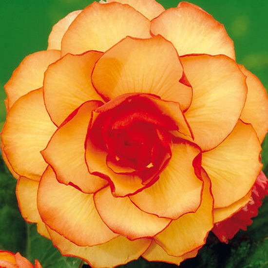 Клубень НВМ Бегония Пикоти Йеллоу/Рэд 5/6 2шт 