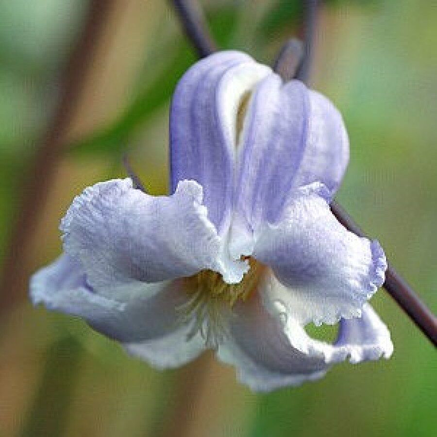 Клематис Криспа Ангел Р9 CL 