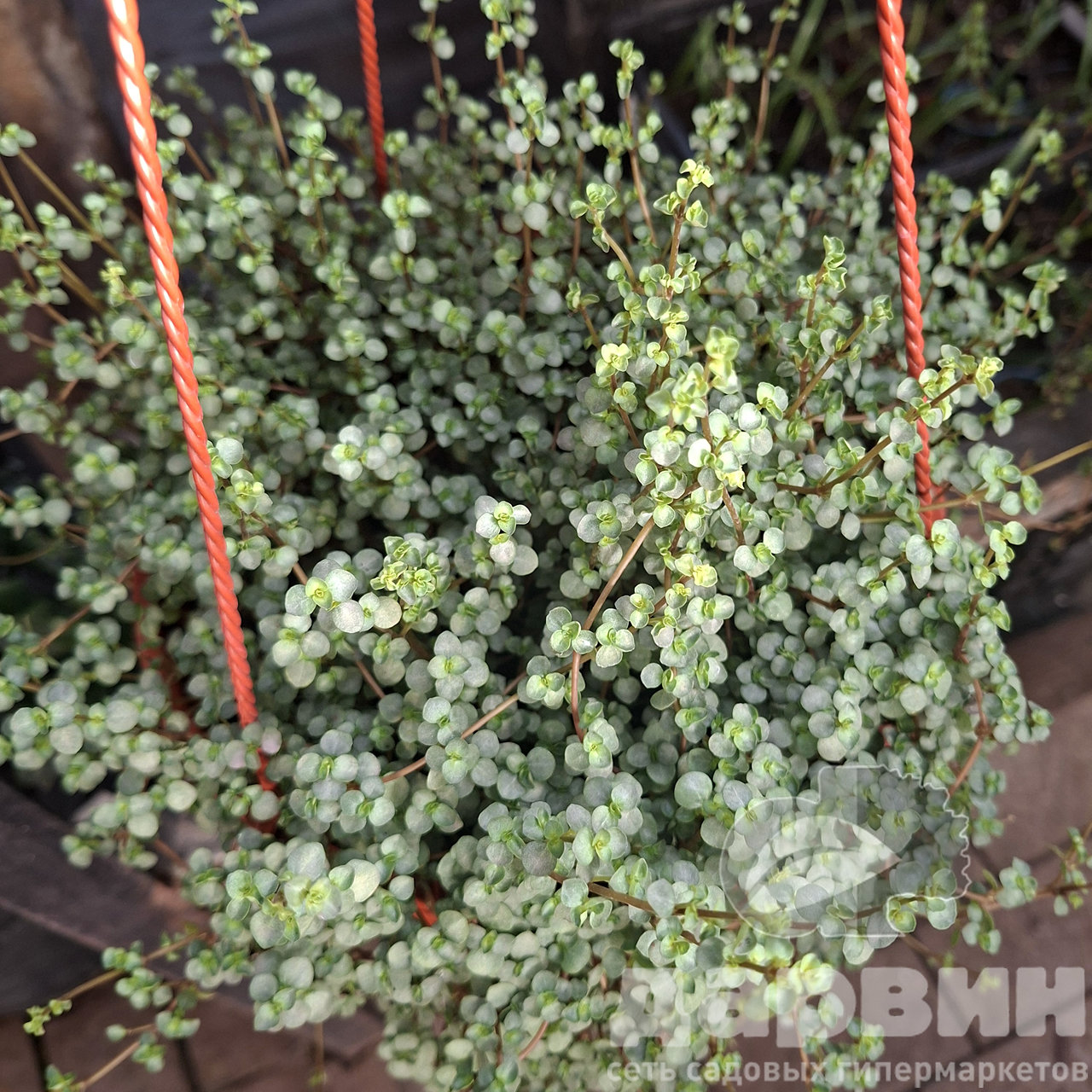 Пилея ливанская в кашпо d23 Tim 