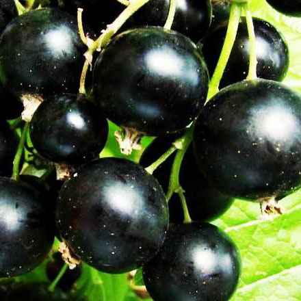 Смородина черная Грация 2-х летка 
