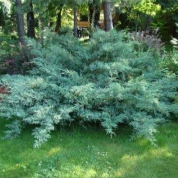 Можжевельник средний Пфитцериана Глаука C20 80-100 Bor 