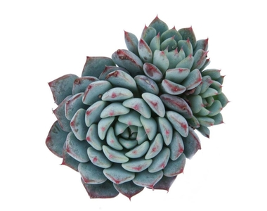 Эхеверия Пелисуда d5 h10 