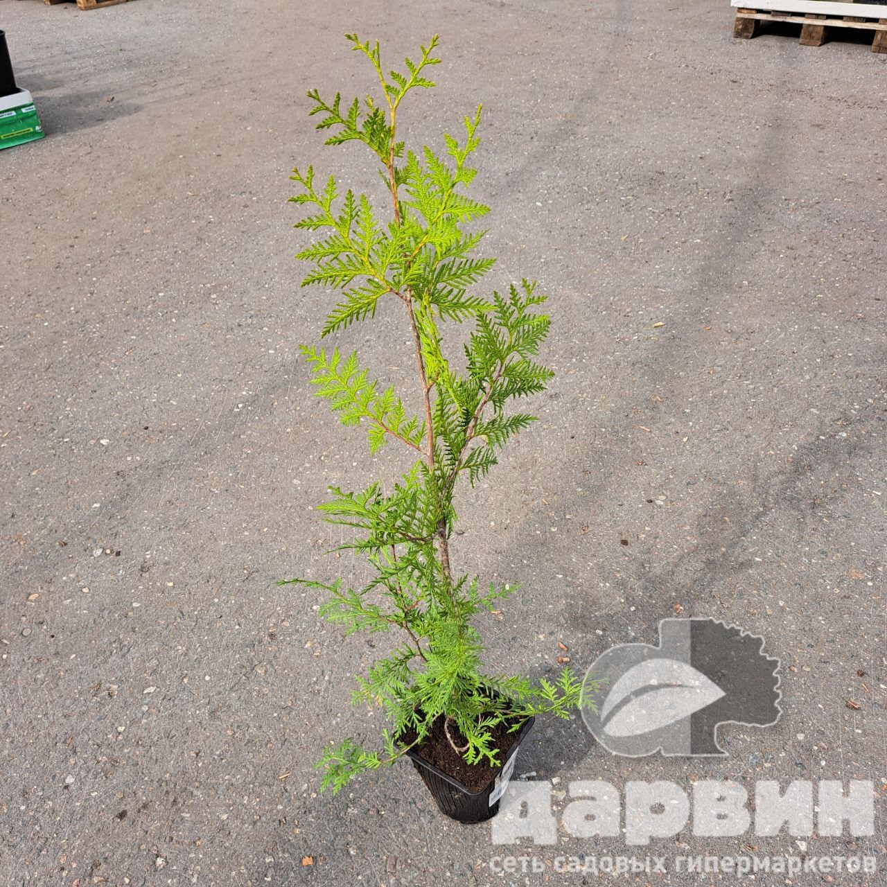 Туя западная Брабант 20-40 v2 Lav 