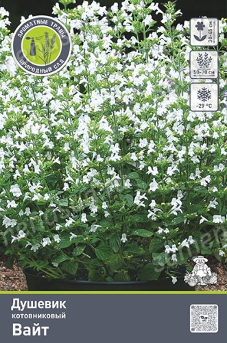 Кореневище Душевик котовниковый Вайт 1шт Поиск 