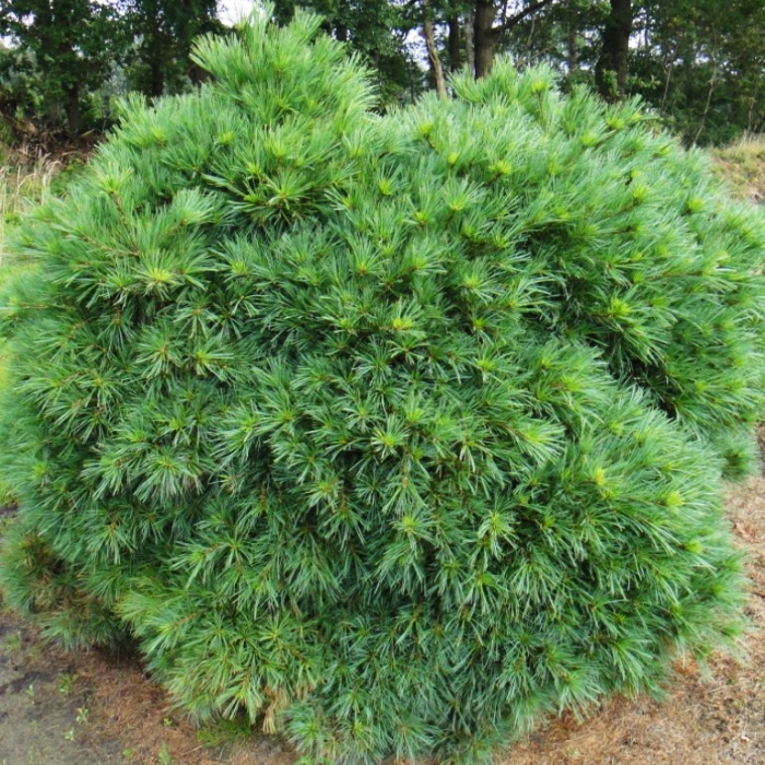 Растение сосна веймутова Нана компакта С65, 80-90см 