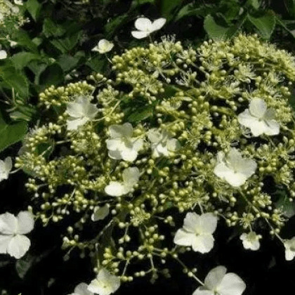 Гортензия черешковая Тэйк ченс v2 CL 