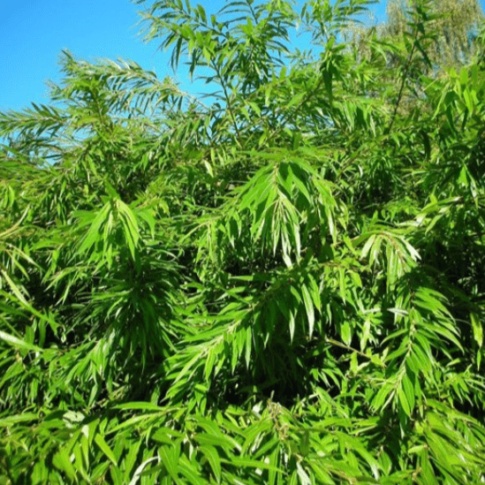 Ива ундинская Sekka C5, 110-140 UL 