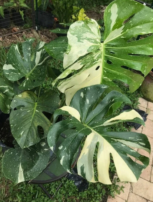 Монстера Тайское Созвездие d19 h65 