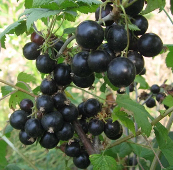 Смородина Соболинка, черная v5 ХР 