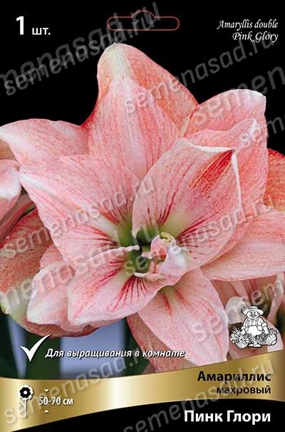 Луковица Амариллис махровый Пинк Глори 1шт Поиск 
