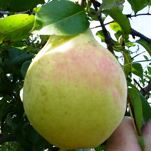 Груша Красавица Черненко v 5-10 