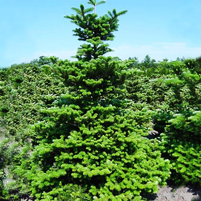 Растение пихта корейская Molly 80/+, C45 Ks 