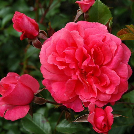 Роза флорибунда Бэд Бирнбах v5 Dem 