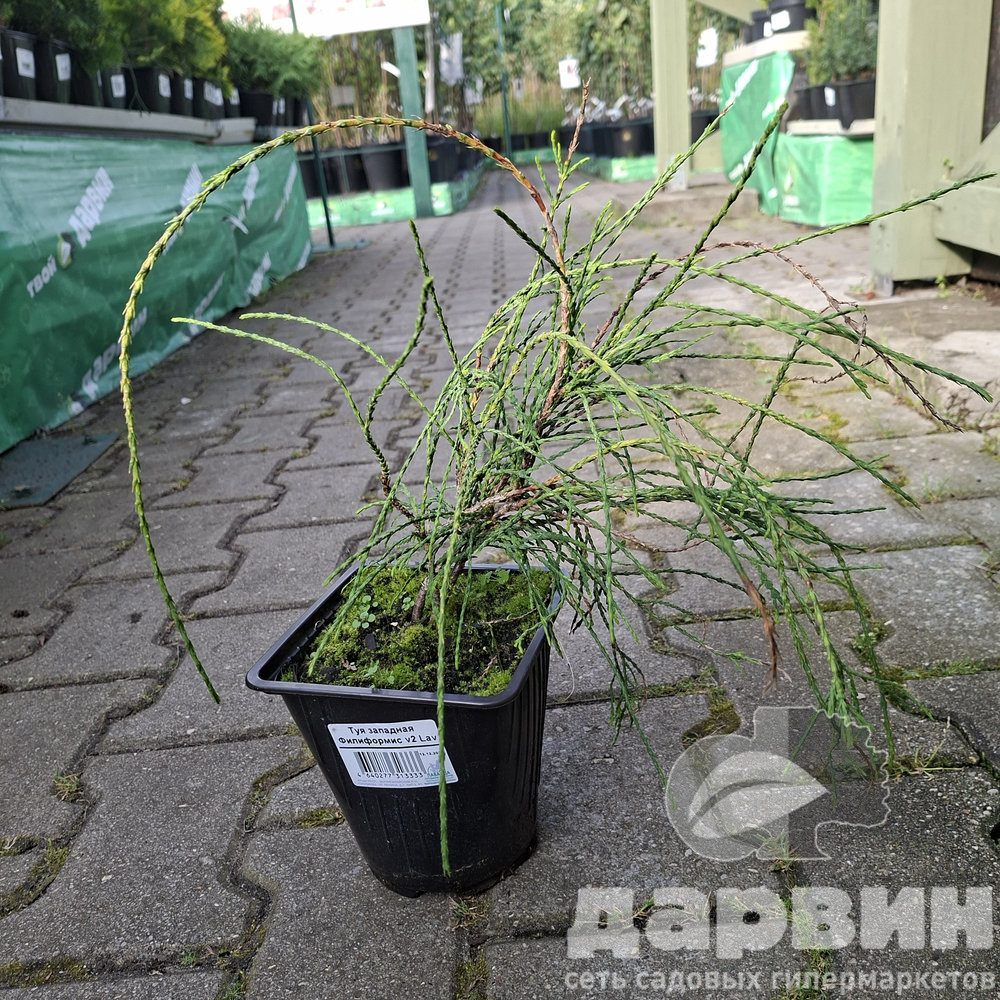 Туя западная Филиформис v2 Lav 