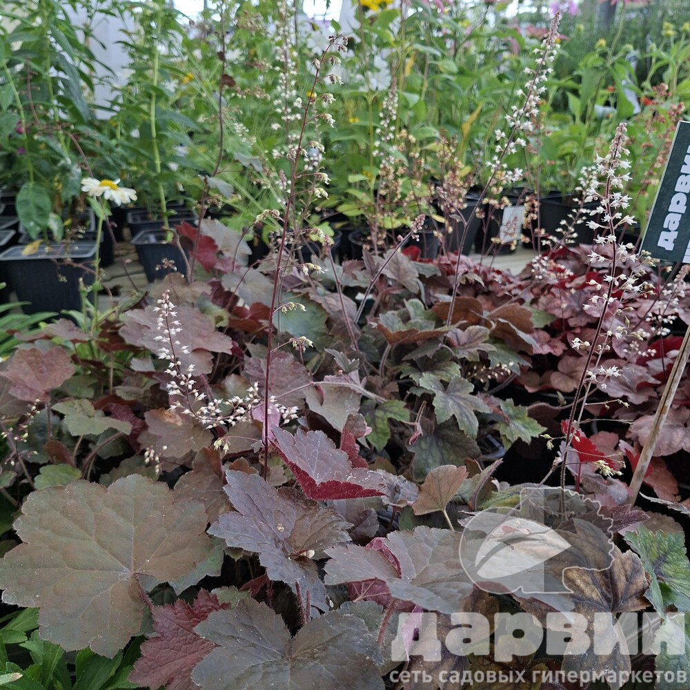 Гейхера v1,5 Push 