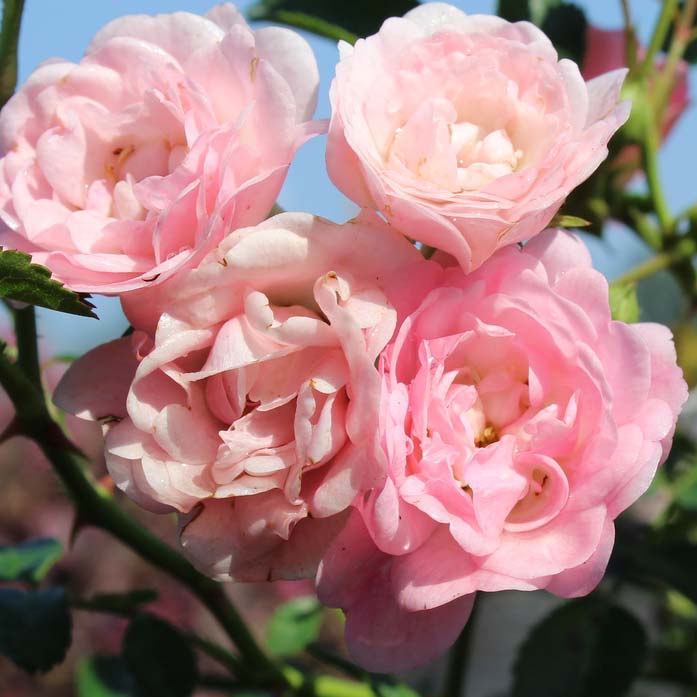 Я_Роза корнесобственная полиантовая Зе Фейри v5 Tim 