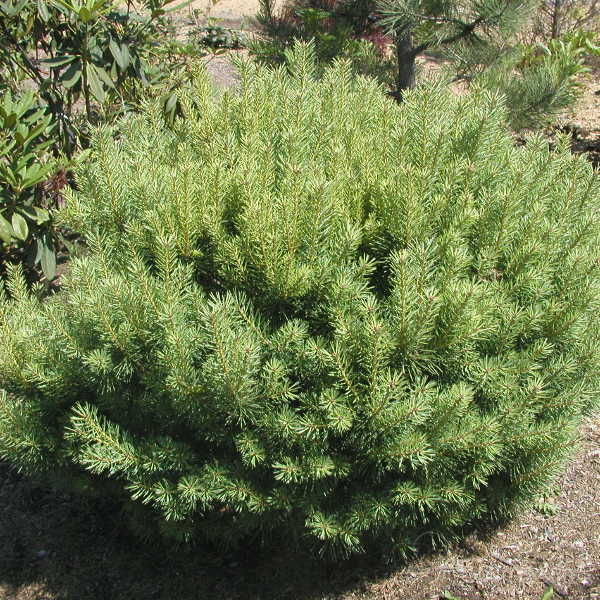 Растение сосна обыкновенная Беувроненсис 30-40см 