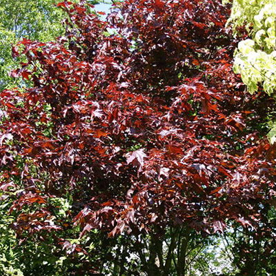 Клен остролистный Роял ред 175-200, Tw 