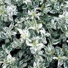 ОсновноеИзображение