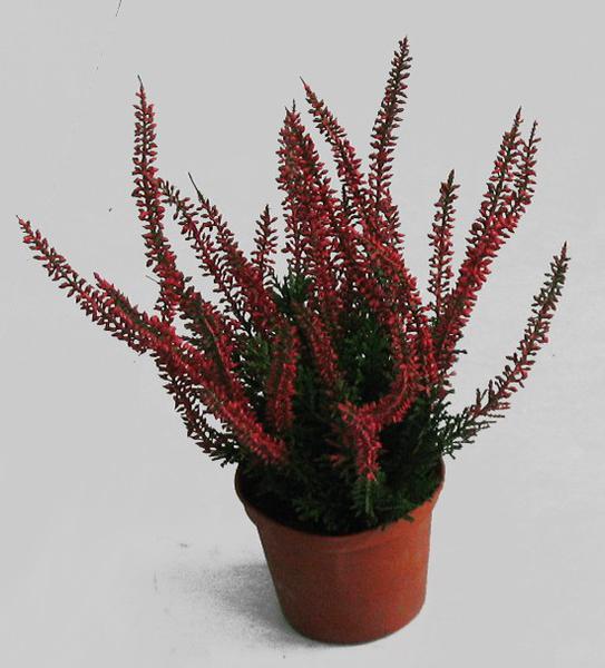 Эрика Бьюти Квинс красная d12 h26 