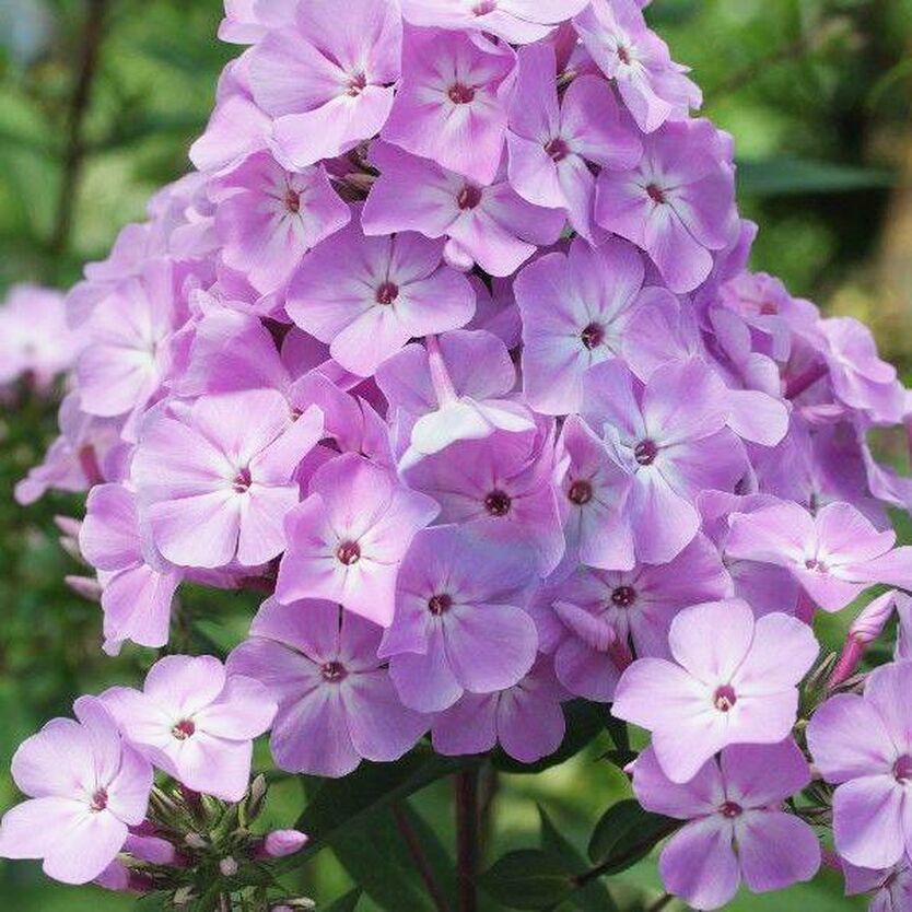 Флокс метельчатый "Всемил" P9 ЕТК 