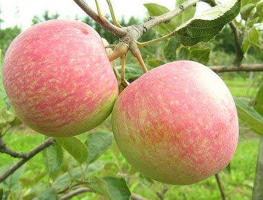 Яблоня Конфетное С7,5 ЦО 