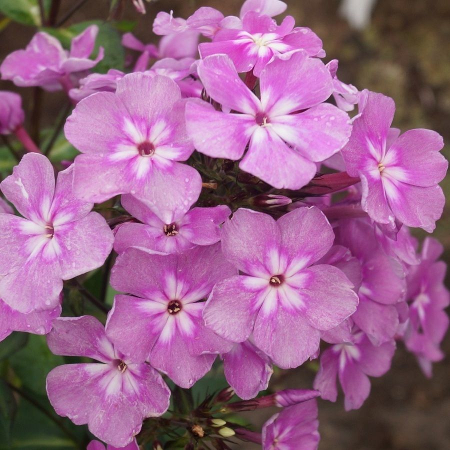 Флокс метельчатый "Селена" d19 ЕТК 