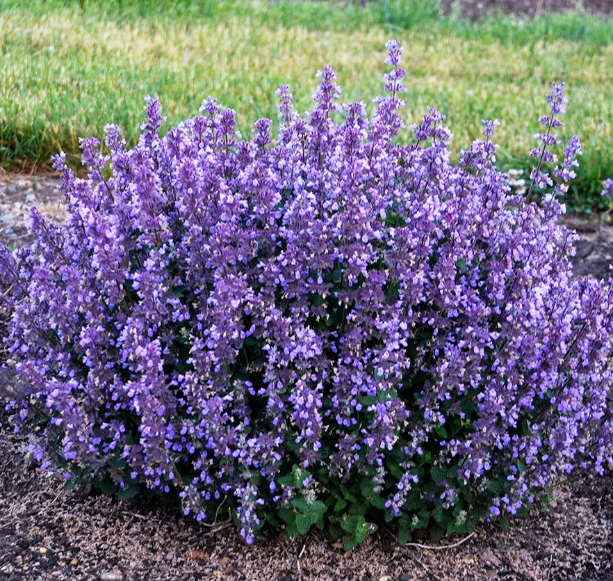 Корневище Котовник Фассена Кит Кэт 1шт. Поиск 