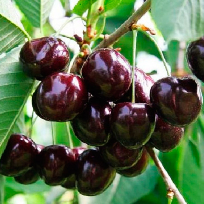 Черешня Ревна v12 Nik по цене  Черешня Ревна v12 Nik