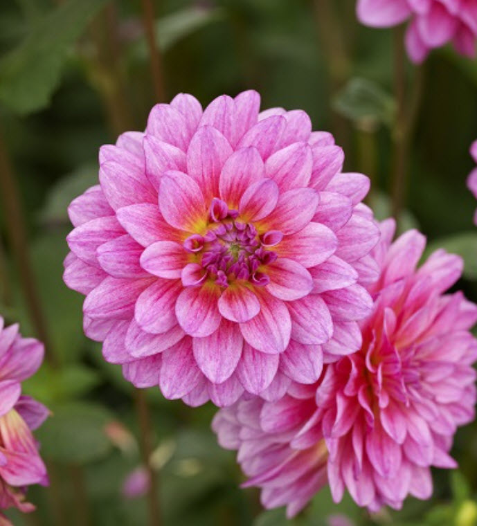 Клубень Георгина декоративная Мелоди Фанфар 1шт. Поиск 