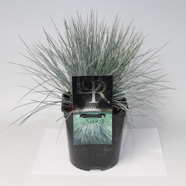 Овсяница Элая блю Р17 Tw 