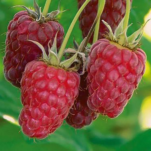 Малина крупноплодная Бенефис красная в коробке Tim 