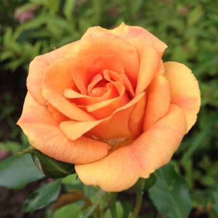 Роза флорибунда Бентхаймер Голд с5, Tim 