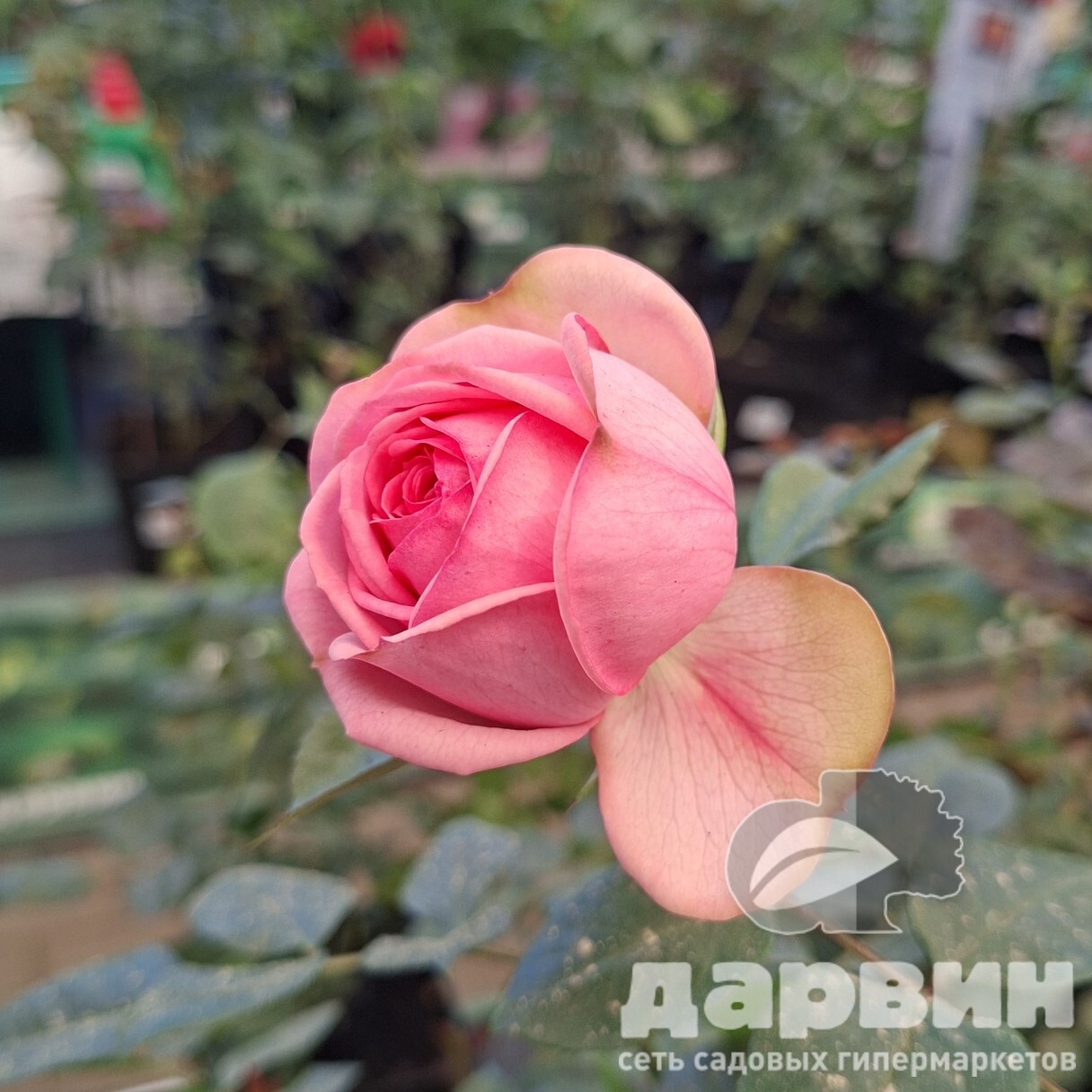 Роза чайно-гибридная Хеппи Пиано v5 Lav 