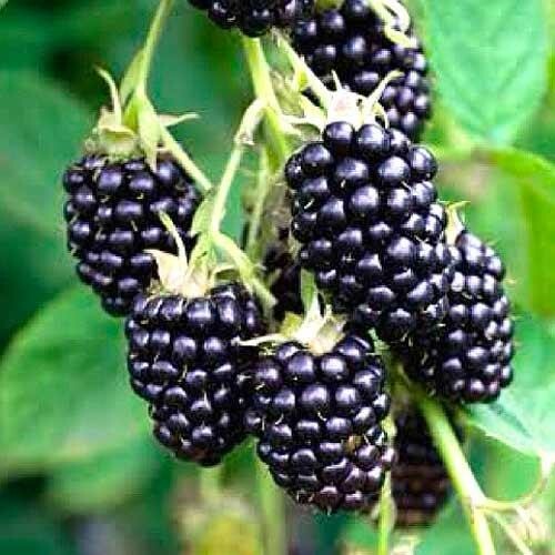 Ежевика Хелен v2-3 