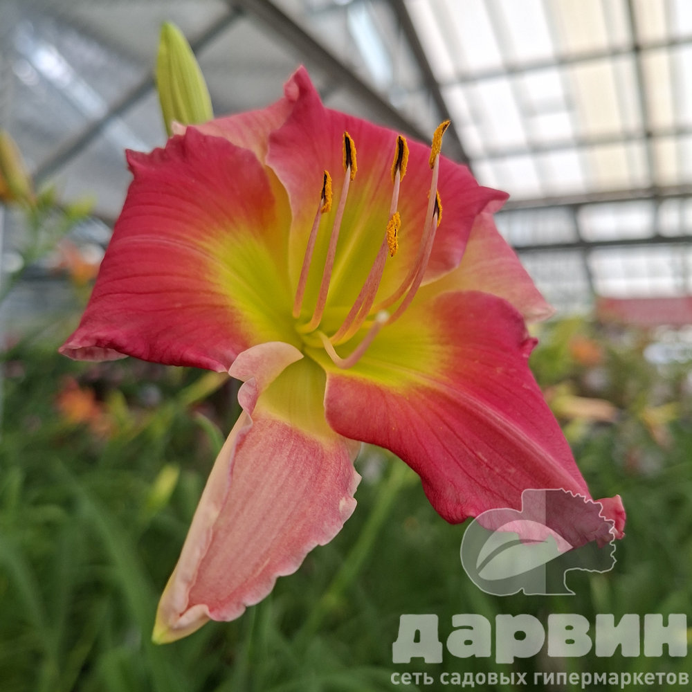 Лилейник Файнал Тач v2 Tim 