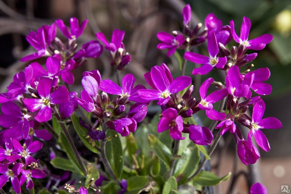 Арабис Роуз Делайт v2 Tim 