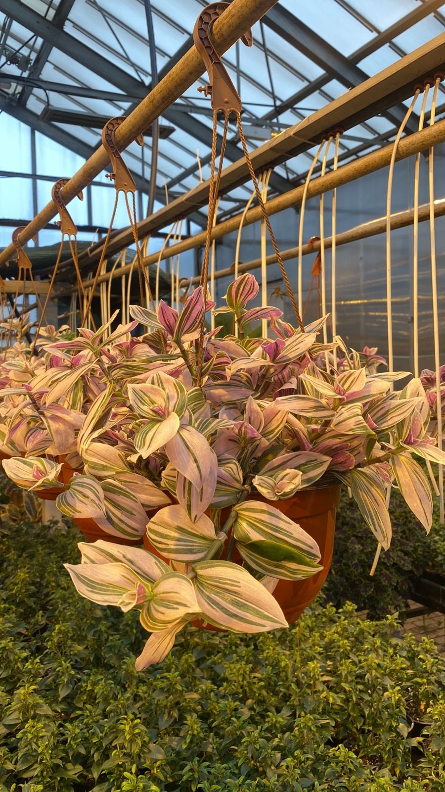 Традесканция квадриколор в кашпо d23 Tim 