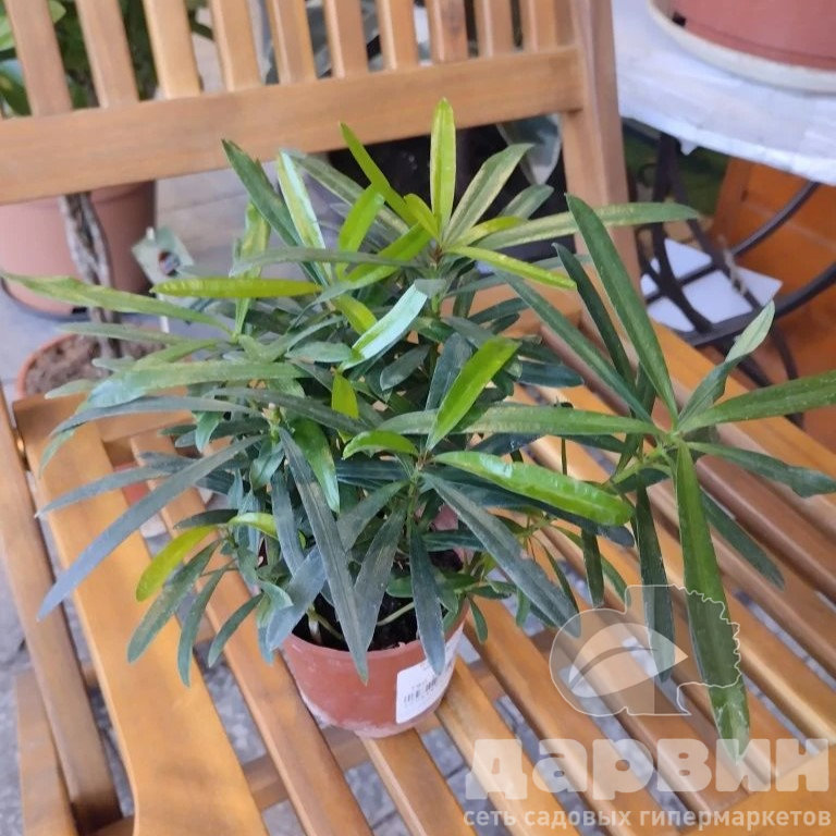 Бонсай Подокарпус Макрофилус d12 ХР 