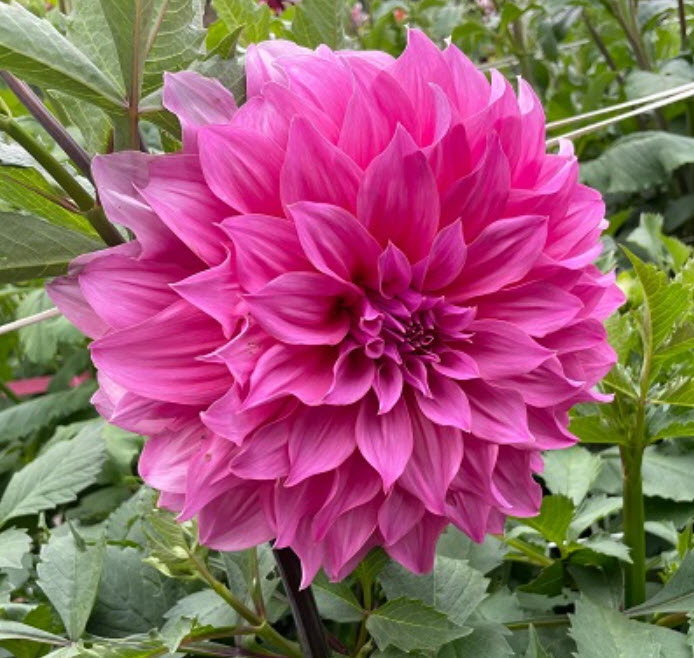 Клубень Георгина декоративная Эмори Пол 1шт. Поиск 