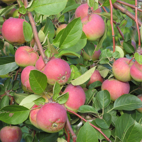 Яблоня в сортах 1 летка Tim 